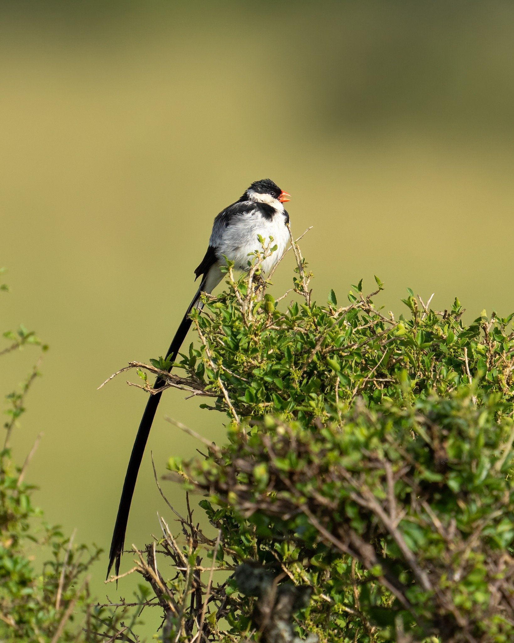 Pin-tailed whydah